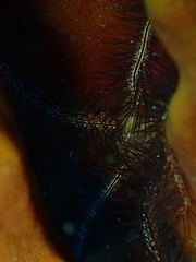Ophiothrix suensonii image