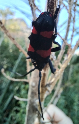 Photo of Pea Longhorn Beetle (Ceroplesis aethiops)