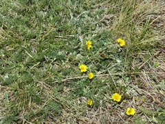 Potentilla candicans