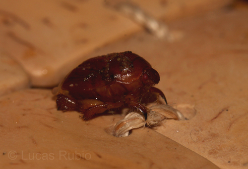 Burrower bug