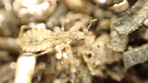 Oncocephalus gularis