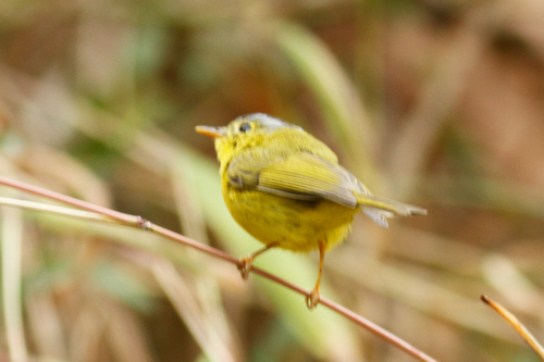 Phylloscopus tephrocephalus