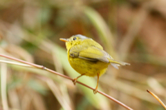Phylloscopus tephrocephalus