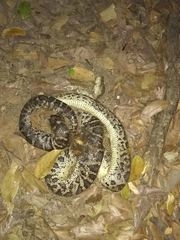 Chilabothrus striatus