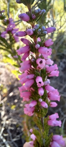 Image of Erica sitiens by (c) Adele SL, some rights reserved (CC BY)