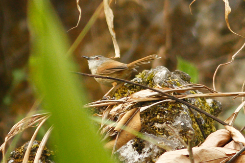 Prinia rufescens