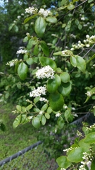Ligustrum sinense