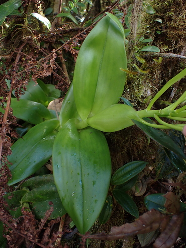 Image of Epidendrum lacustre by (c) Nolan Exe, some rights reserved (CC BY)