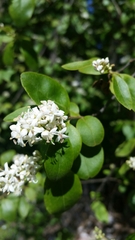 Ligustrum sinense