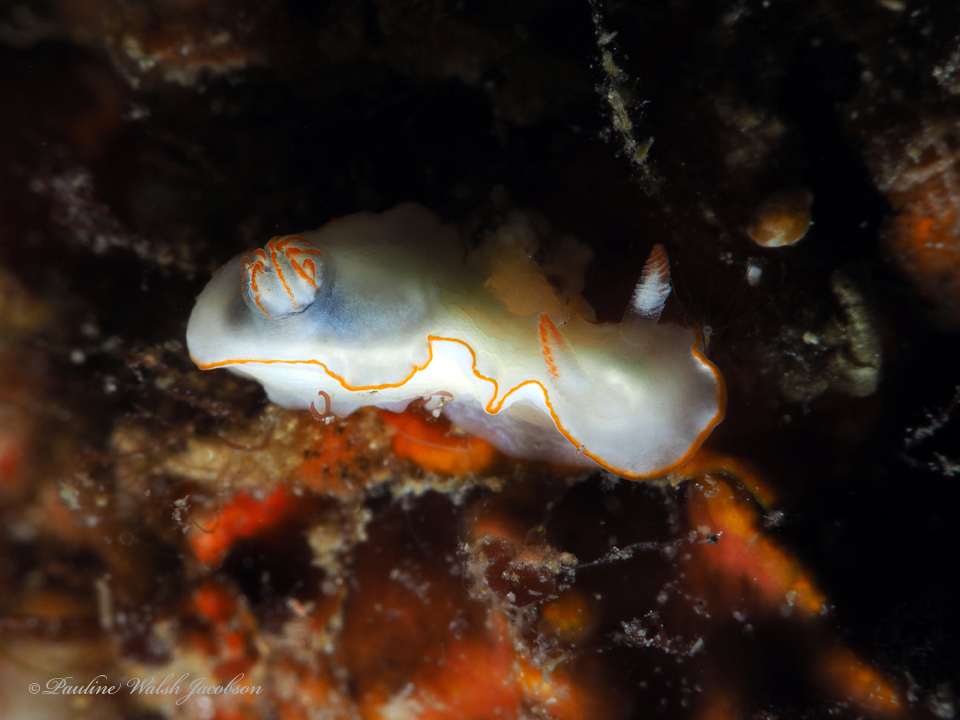 Thorunna furtiva