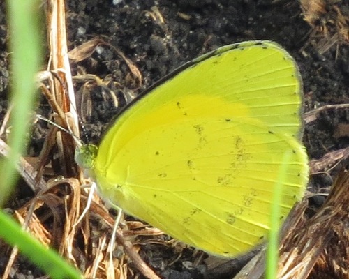 Broad-bordered Grass Yellow