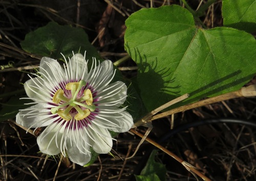 Stinking Passionflower