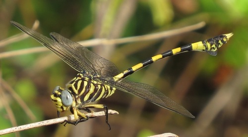 Tigertail