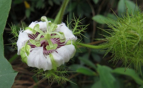 Stinking Passionflower