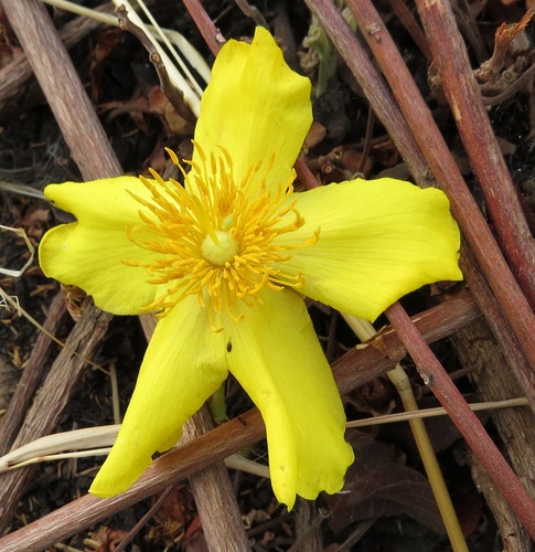 Cochlospermum tinctorium
