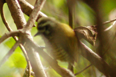 Picumnus innominatus