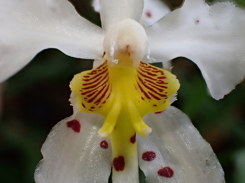 Oncidium cirrhosum, photograph 4