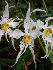 Oncidium cirrhosum, photograph (c) Nolan Exe, some rights reserved (CC BY)