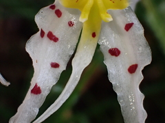 Oncidium cirrhosum, photograph (c) Nolan Exe, some rights reserved (CC BY)