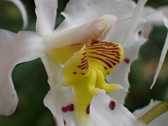 Oncidium cirrhosum, photograph (c) Nolan Exe, some rights reserved (CC BY)
