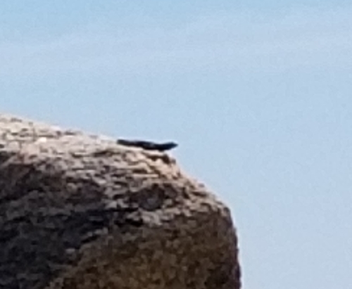 Phrynosomatidae