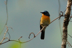 Cyornis whitei
