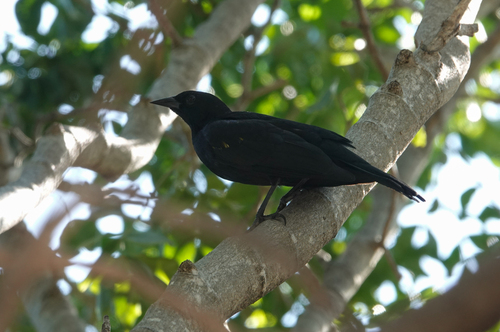 Yellow-shouldered Blackbird (Agelaius xanthomus), photo 5
