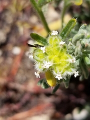 Cryptantha pterocarya