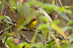 Cettia castaneocoronata