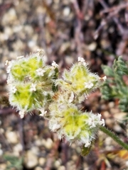 Cryptantha pterocarya