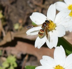 Euodynerus pratensis
