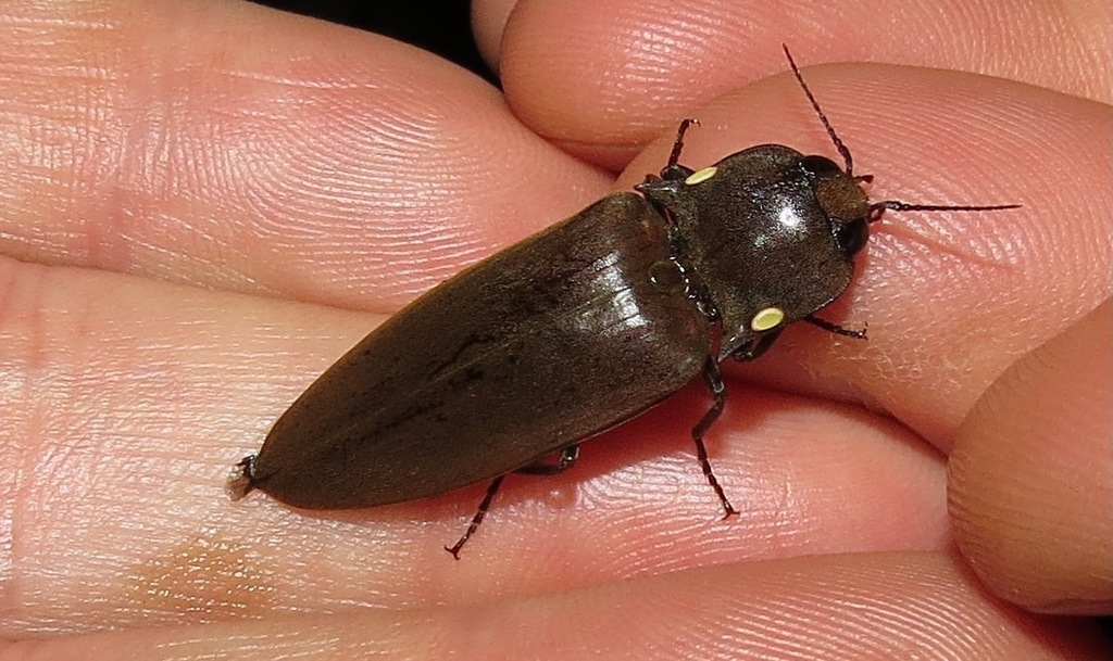 Pyrophorus plagiophthalamus