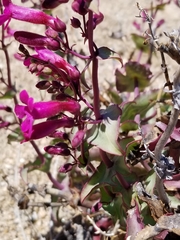Penstemon clevelandii