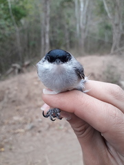 Polioptila nigriceps