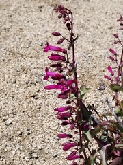 Penstemon clevelandii