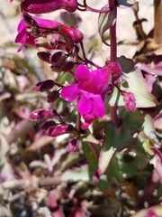 Penstemon clevelandii