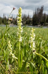 Platanthera dilatata albiflora