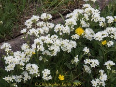 Polemonium pulcherrimum delicatum