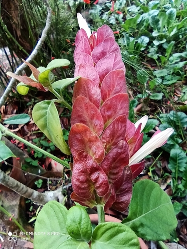 Image of Justicia brandegeeana by (c) Sindhu Haridas, some rights reserved (CC BY)