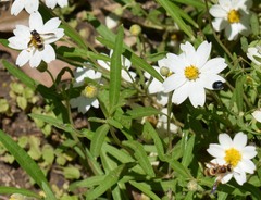 Euodynerus pratensis