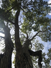 Swietenia macrophylla