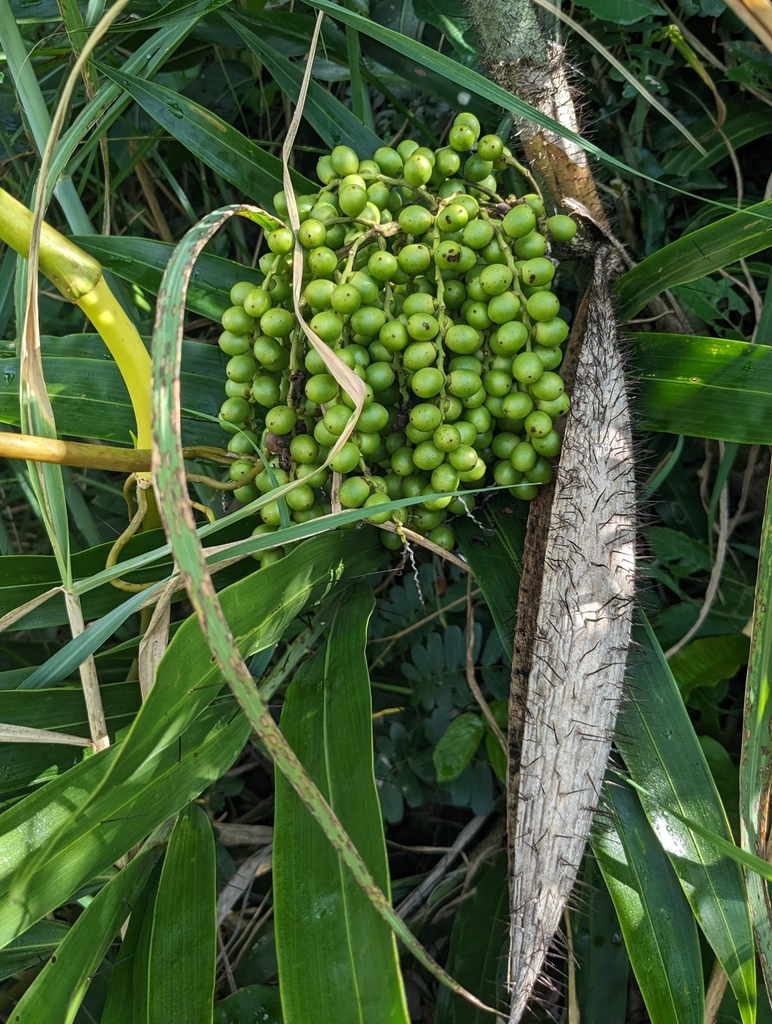 Desmoncus horridus