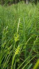 Carex lonchocarpa