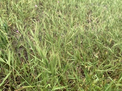 Brachypodium distachyon