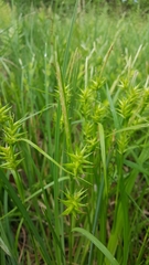 Carex lonchocarpa