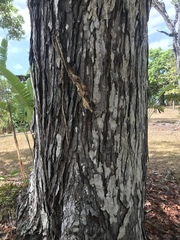 Swietenia macrophylla