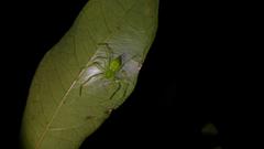 Gnathopalystes taiwanensis