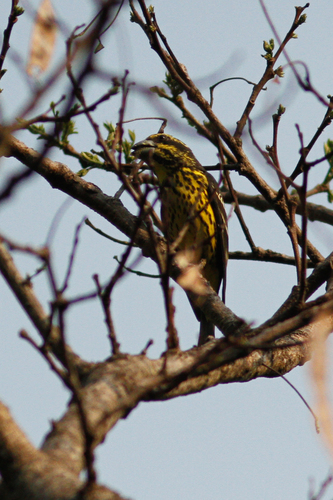 Gros-bec à ailes tachetées (Mycerobas melanozanthos)