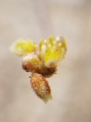 Eriogonum pusillum