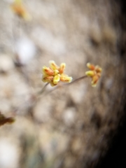 Eriogonum pusillum